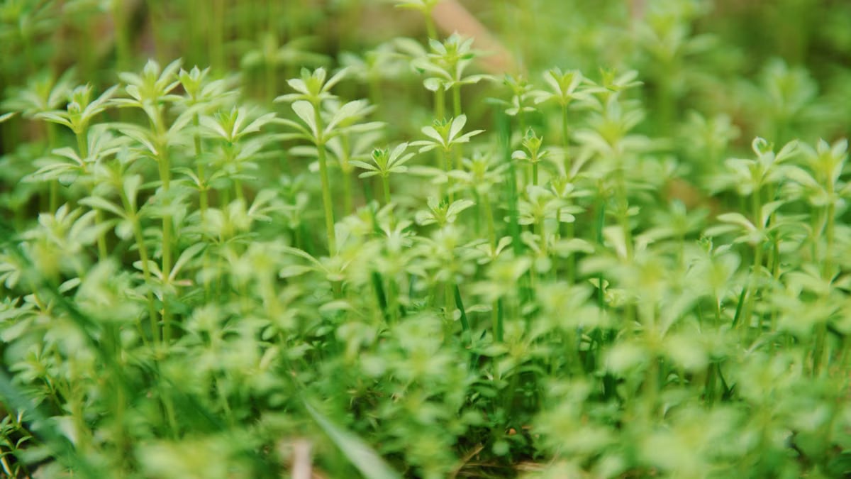 Close-up view of fresh green plants in spring, showcasing vibrant growth.